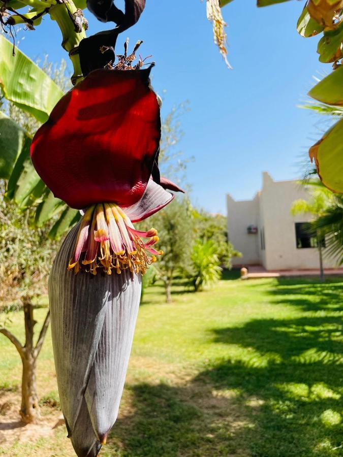 Villa Msholidays Victoria Privatisee Marrakech Marrákes Kültér fotó
